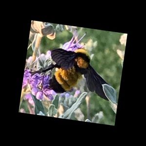 Meet your Posher, Lynita